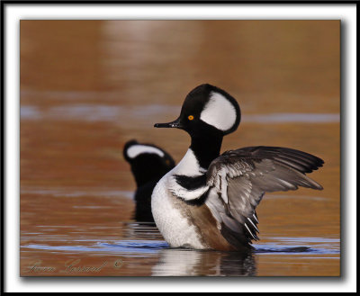 HARLE COURONN, mle  /  HOODED MERGANSER, male   