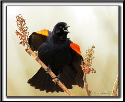 CAROUGE  PAULETTES, mle  /  RED-WINGED BLACKBIRD, male     