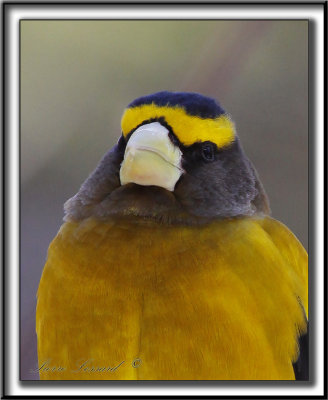 GROS-BEC ERRANT, mle  /  EVENING GROSBEAK. male    