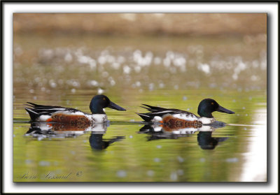 CANARD SOUCHET, mle   -    NORTHERN SHOVELER  male     