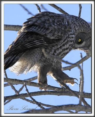 CHOUETTE LAPONE / GREAT GRAY OWL