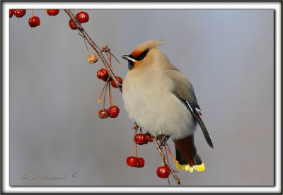 JASEUR BORAL  /  BOHEMIAN WAXWING    _MG_4002 aa