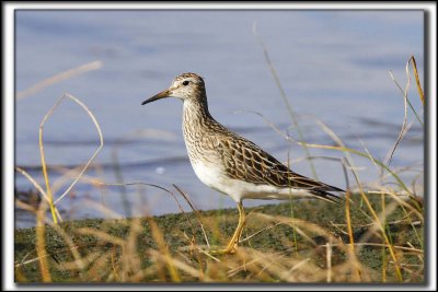 BCASSEAU  POITRINE CENDRE  / PECTORAL SANDPIPER_MG_9366 a 