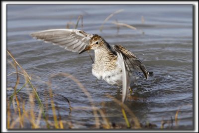 BCASSEAU  POITRINE CENDRE  / PECTORAL SANDPIPER_MG_9874 a