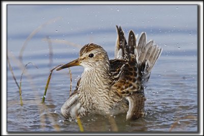 BCASSEAU  POITRINE CENDRE  / PECTORAL SANDPIPER   _MG_9815 a