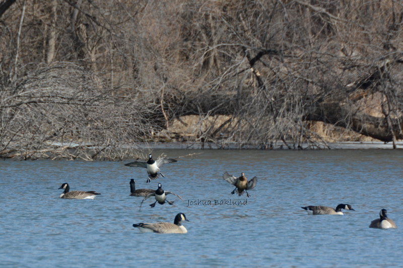 Landing Ringnecks