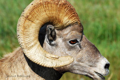 Big horn sheep close up