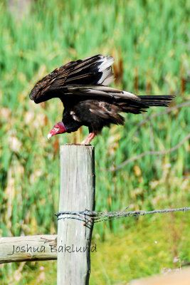 Turkey Vulture