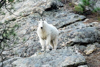 Mountain Goat