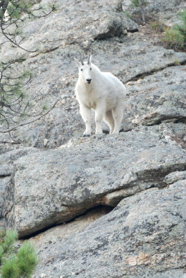 Mountain Goat (2)