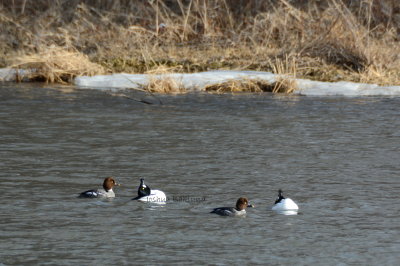 Courting Goldeneyes