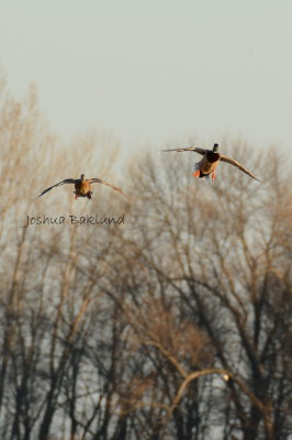 Mallards coming in