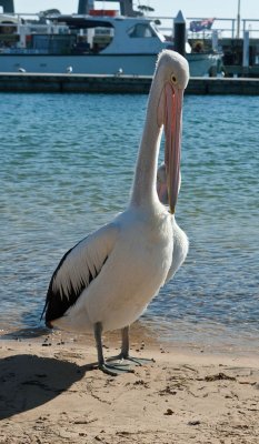 Pelican.jpg