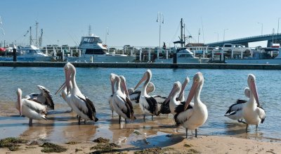 Pelicans 1.jpg