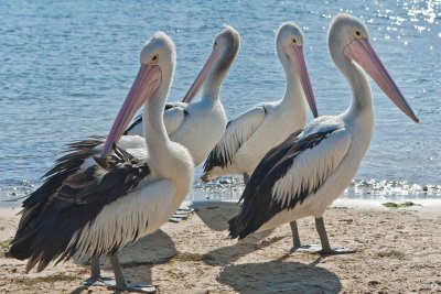 Pelicans 3.jpg