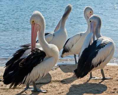Pelicans 2.jpg