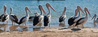 Pelicans 4.jpg