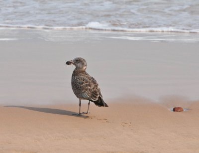 Seabird 2.jpg