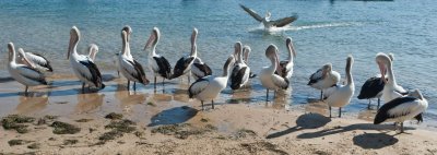 Pelicans 6.jpg