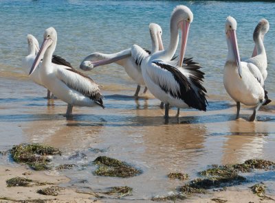 Pelicans 5.jpg