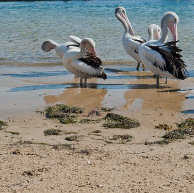 Pelicans 8.jpg