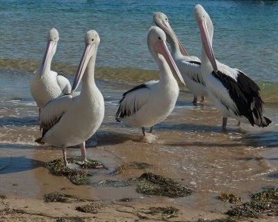 Pelicans 7.jpg