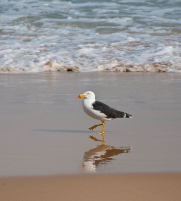 Seabird 3.jpg