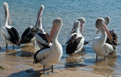 Pelicans 10.jpg