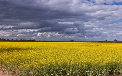 Yellow fields 2.jpg