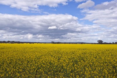 Yellow fields 6.jpg