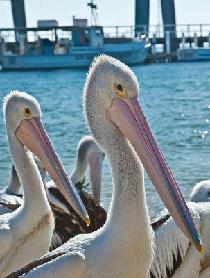 Pelicans at Phillip Island.jpg