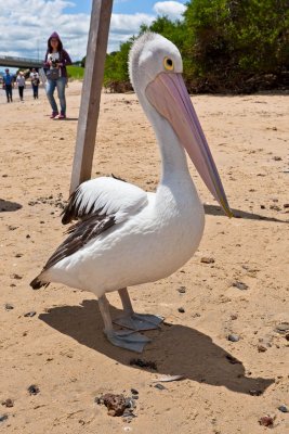 Pelican 1.jpg