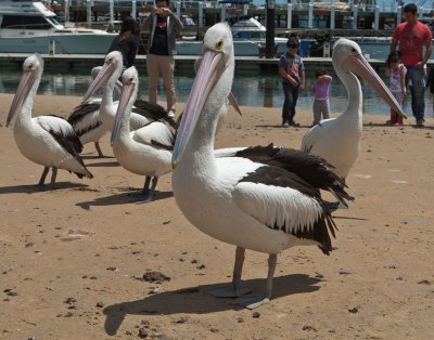 Pelicans at San Remo.jpg
