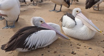 Pair of Pelicans.jpg