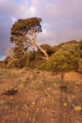Treeline on Cowes beach.jpg