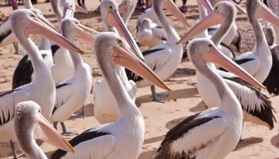 Group of Pelicans.jpg