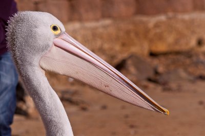 Adult Pelican.jpg