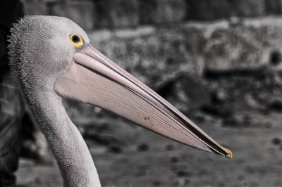 Adult Pelican 1.jpg