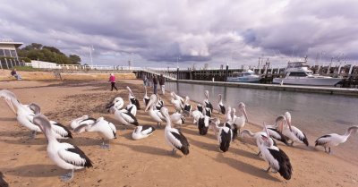 Pelicans at San Remo wharf.jpg