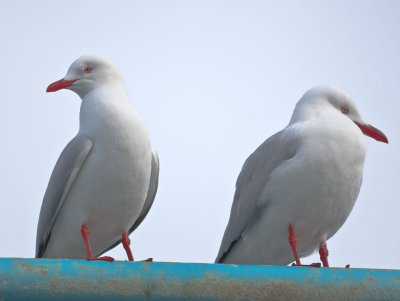 Two Seagulls.jpg