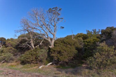 Beachfront at Cowes Phillip Island 1.jpg