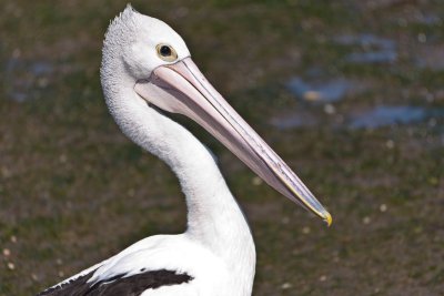 Pelican 3.jpg