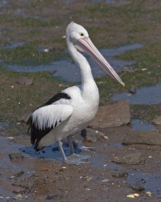 Pelican 