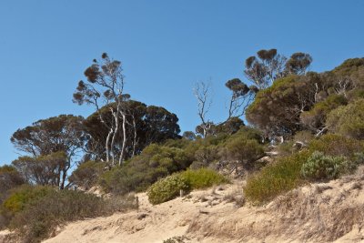 Red Rocks shore treeline 2.jpg