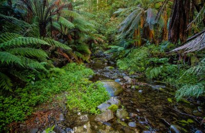 Rain Forest.jpg