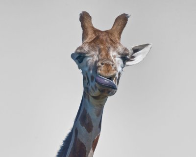 Giraffe 1.jpg