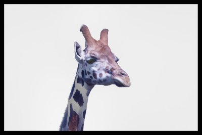 Giraffe 1.jpg