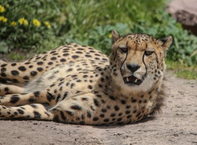 Cheetah 1.jpg