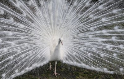 White Peacock.jpg