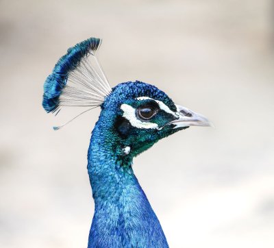 Peacock 1.jpg